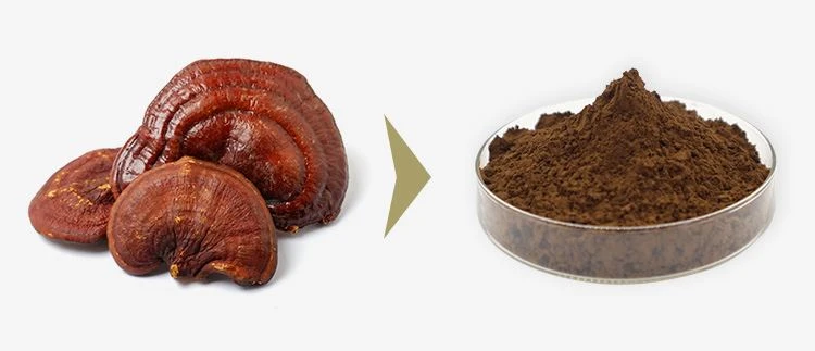 Reishi Extract Powder 1