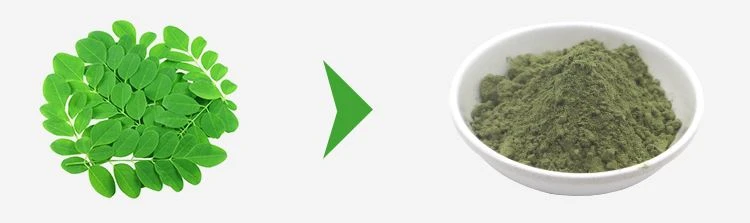Moringa powder